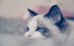 唯美猫咪高清大图
