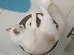 布偶猫趴趴日常