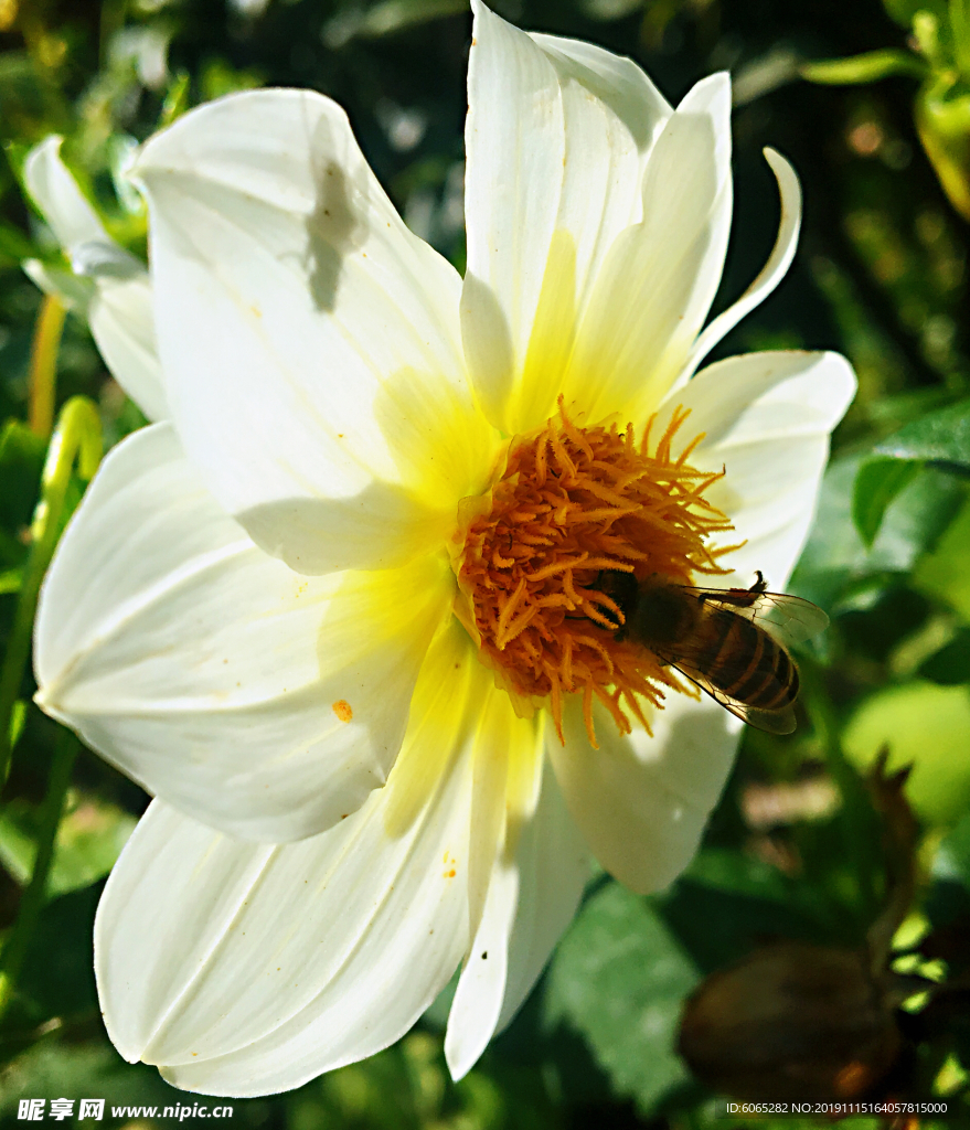 花