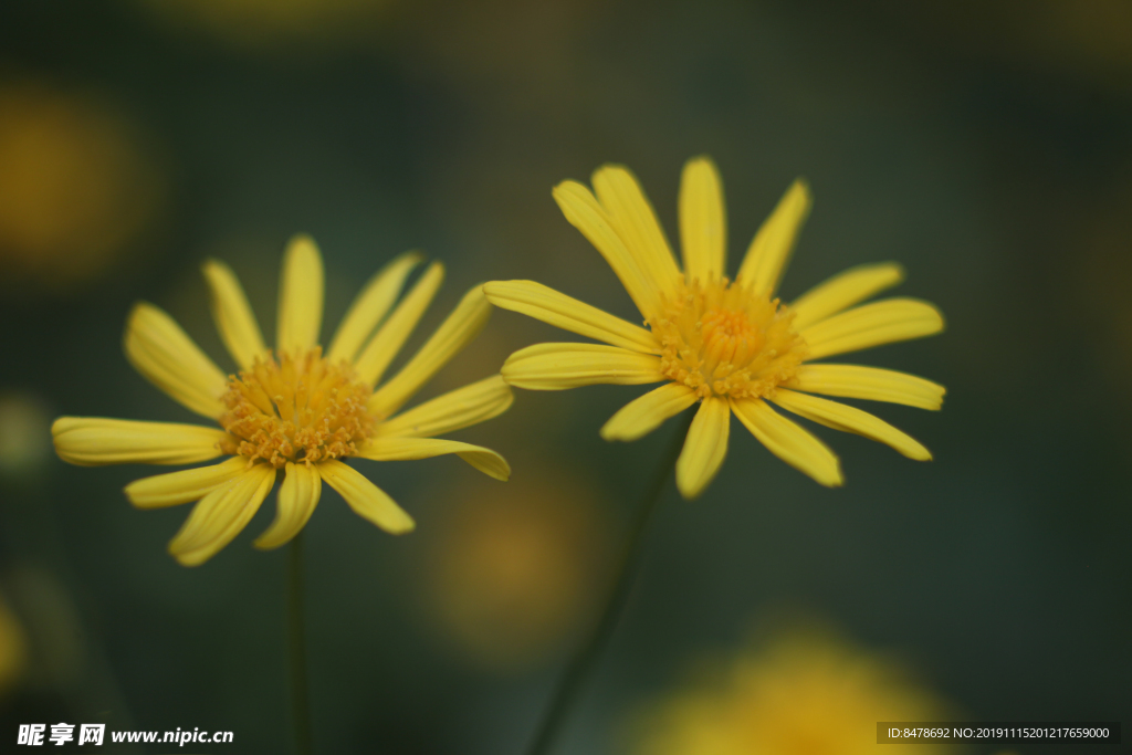 花 小菊花 雏菊