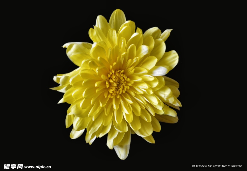 漂亮的菊花