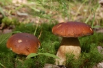 野生菌菇