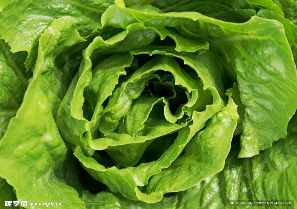 生菜
