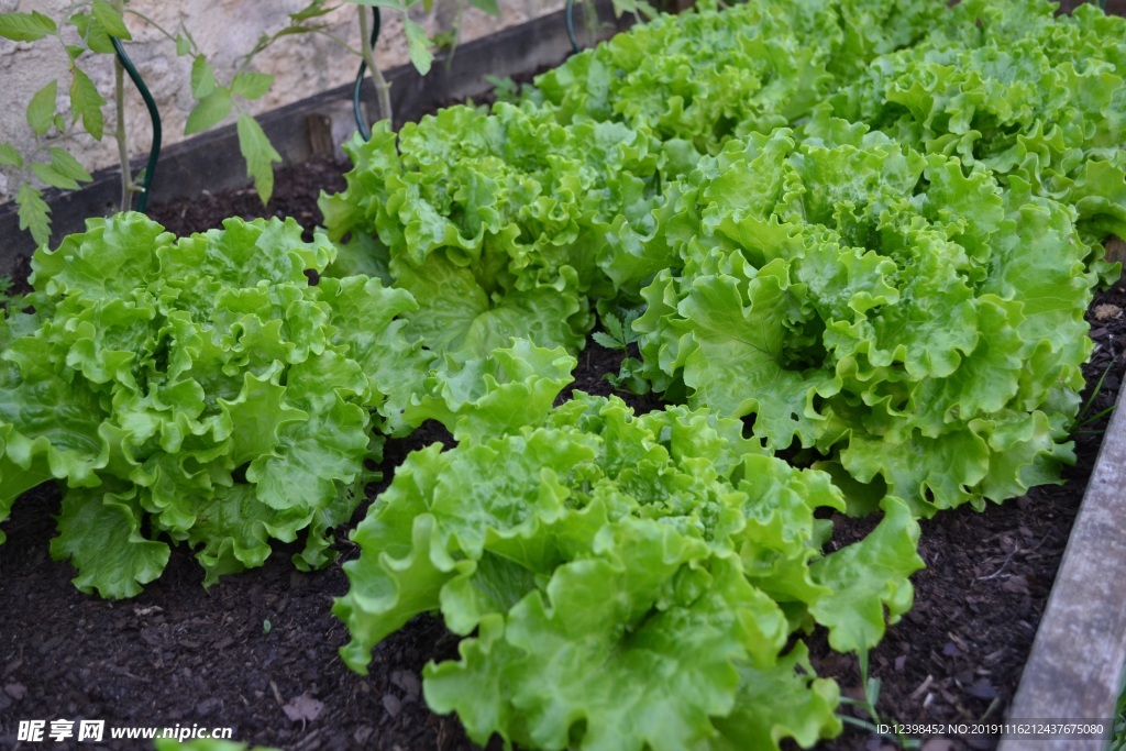 生菜