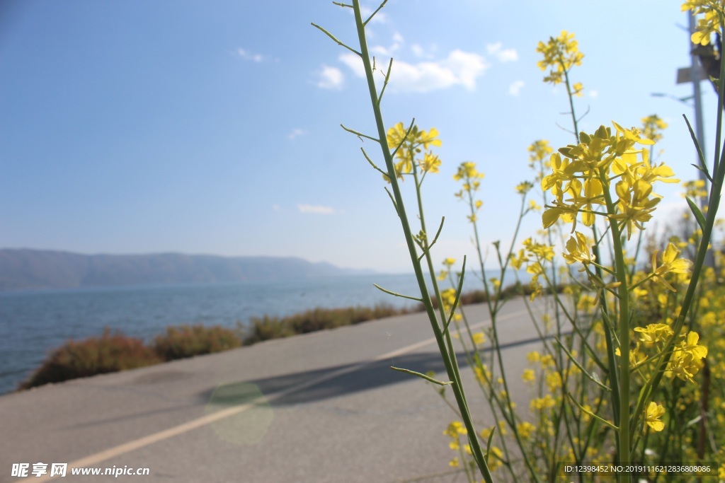 油菜花