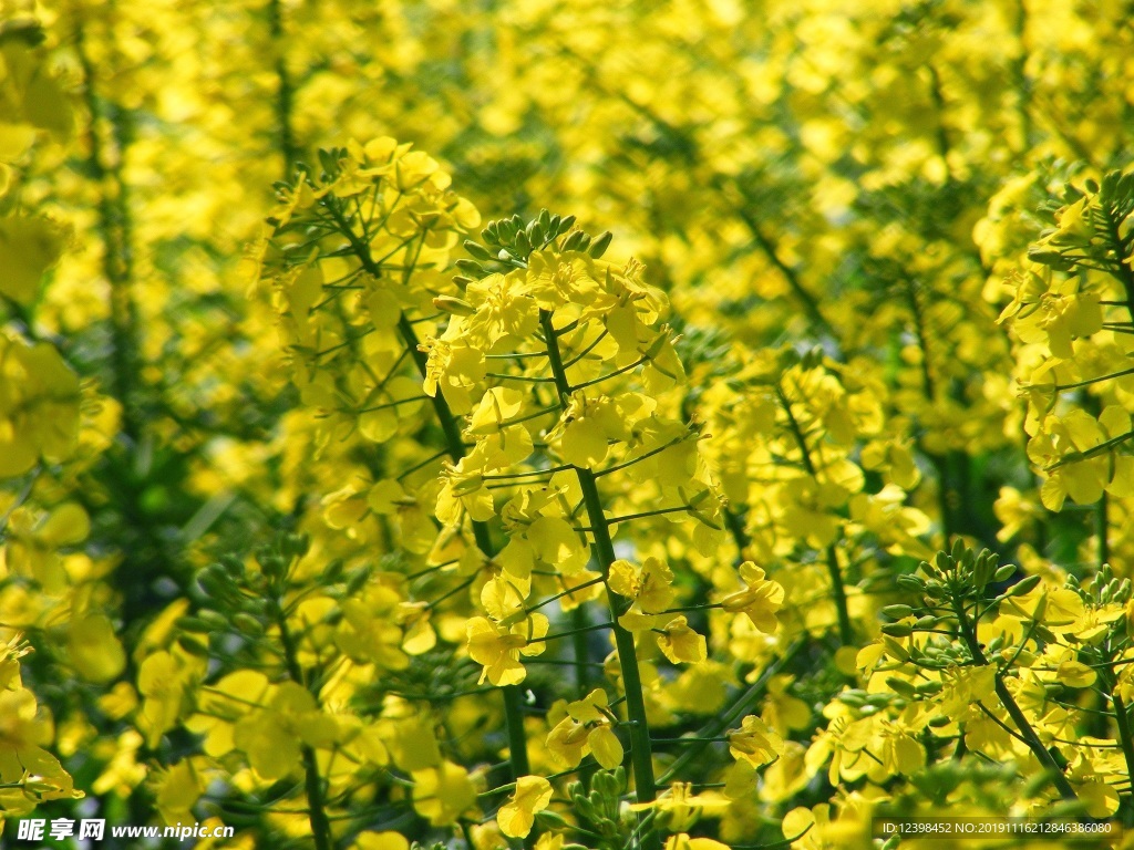 油菜花