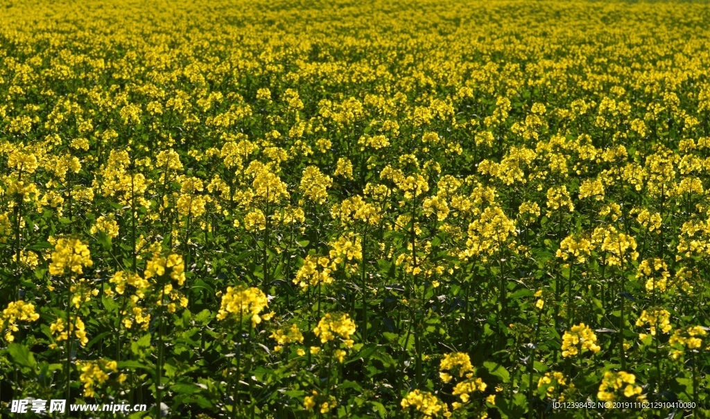 油菜花