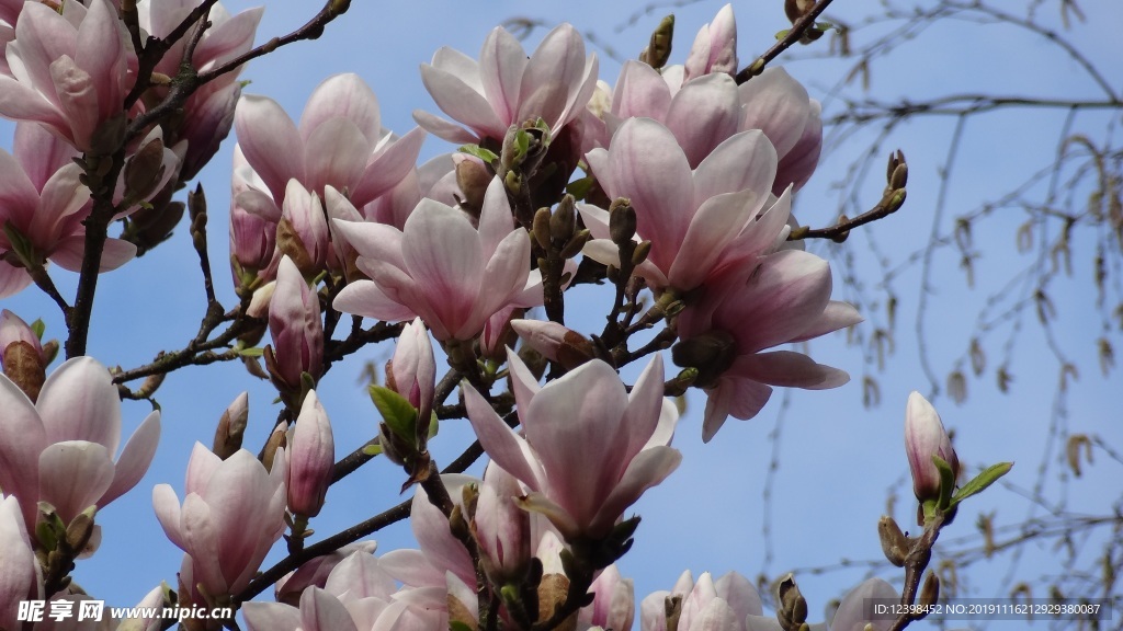 玉兰花