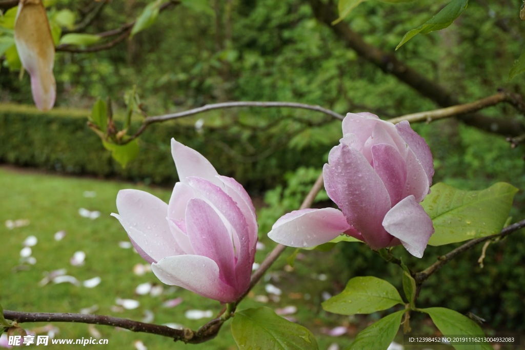 玉兰花