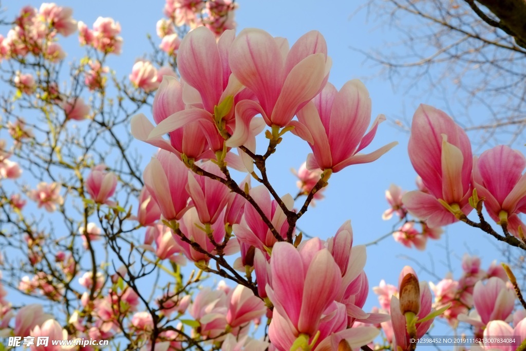 玉兰花
