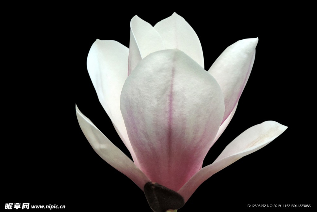 玉兰花
