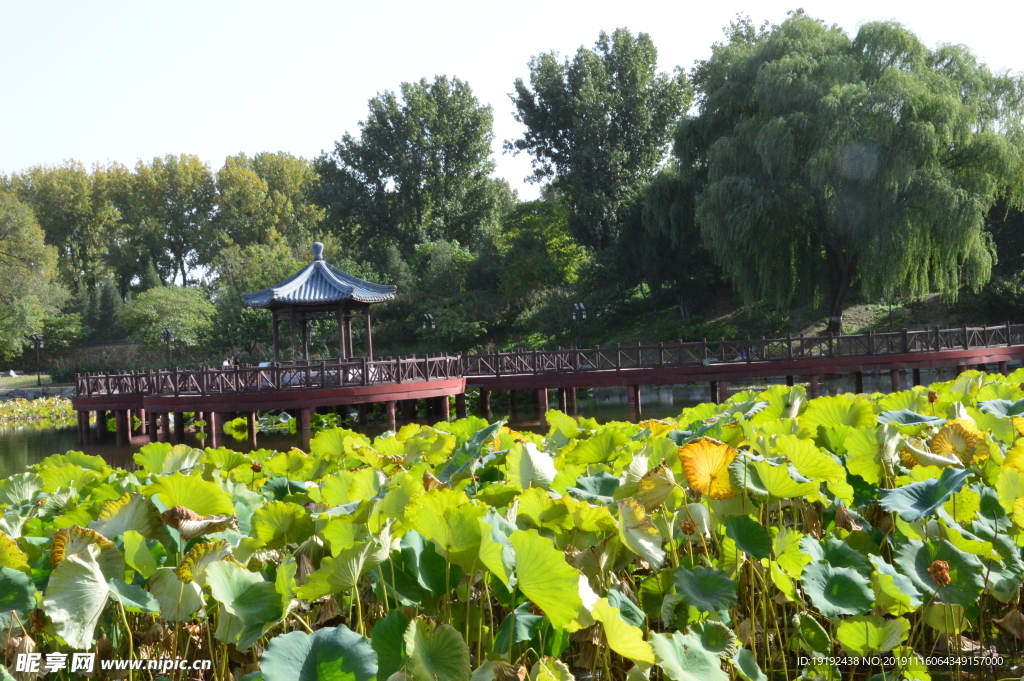 圆明园风景