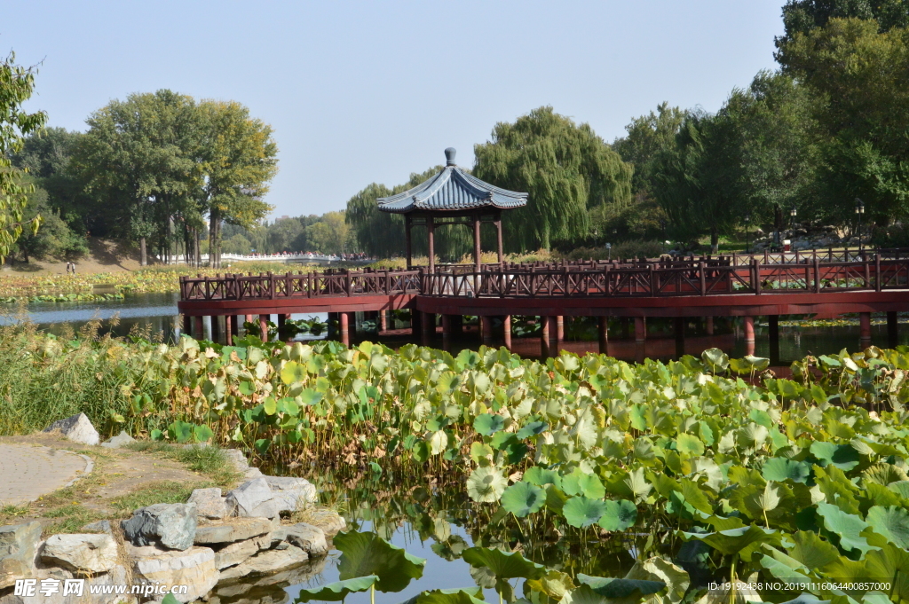 荷塘风景