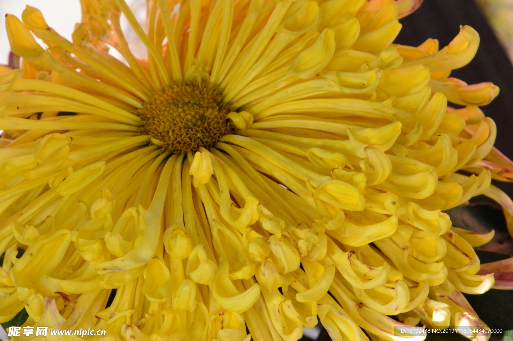菊花