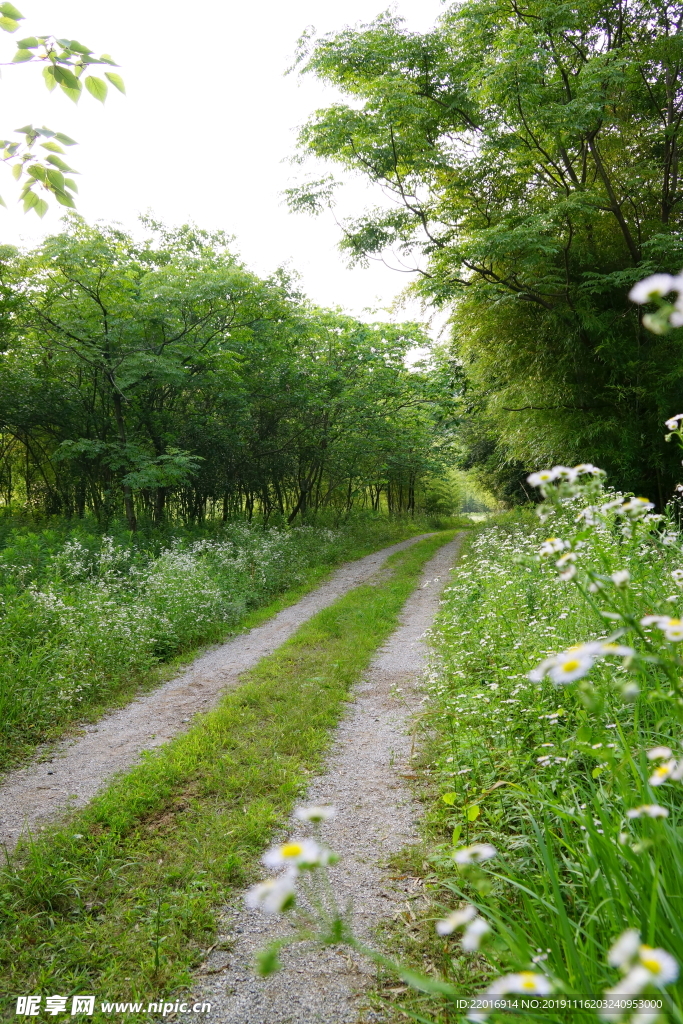 野花小路