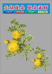 花朵黄色树枝花