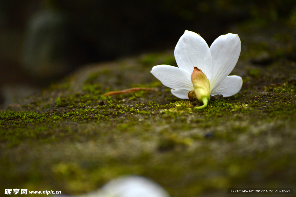 落花