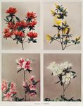 杜鹃花
