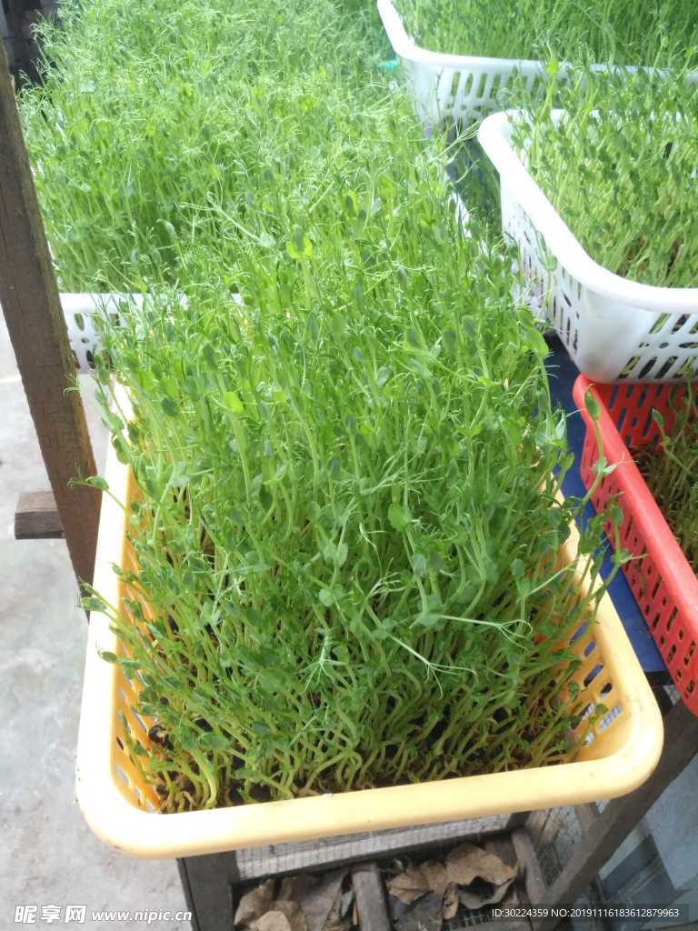 豆苗菜
