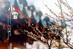 小雪