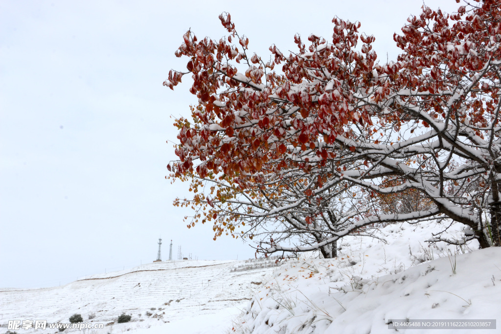 雪山枫叶