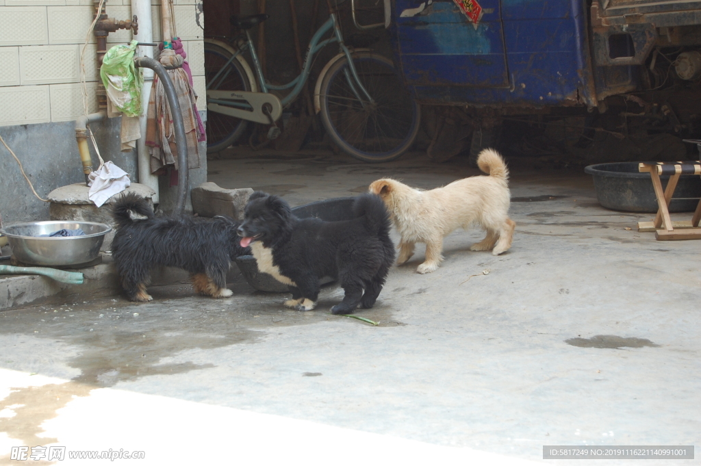 熊熊 黑狗 蝴蝶犬 小黑狗