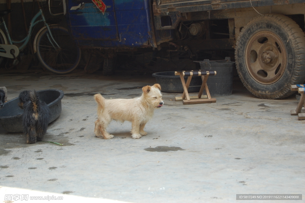 熊熊 黑狗 蝴蝶犬 小黑狗