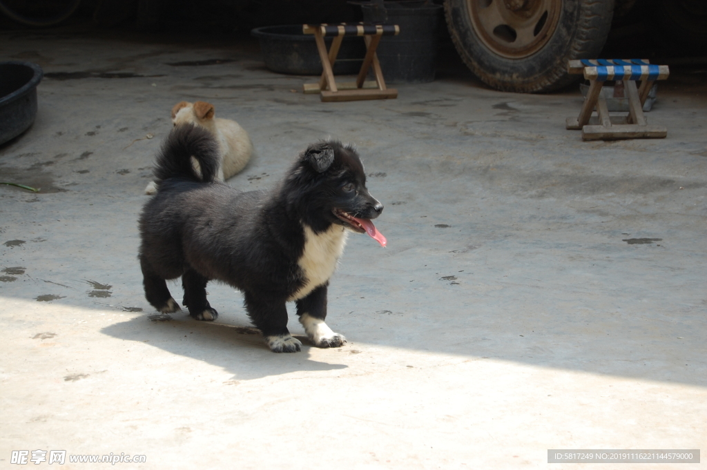 熊熊 黑狗 蝴蝶犬 小黑狗