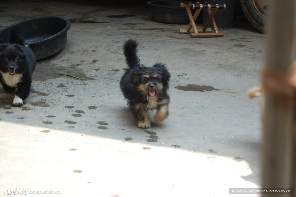 熊熊 黑狗 蝴蝶犬 小黑狗