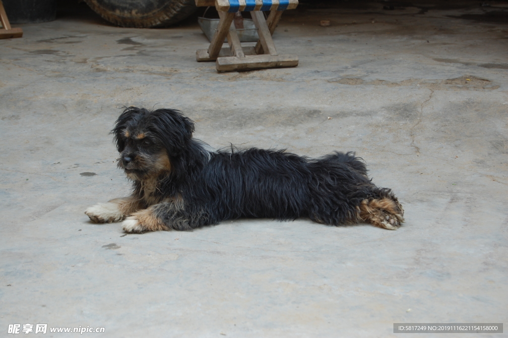 黑毛狗 熊熊 黑狗 蝴蝶犬