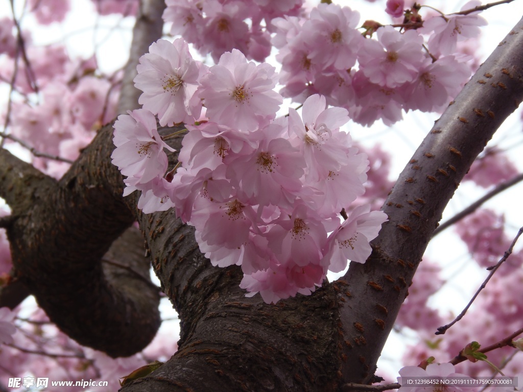樱花