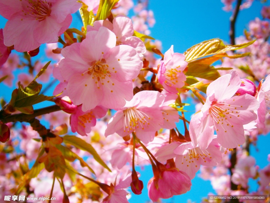 樱花