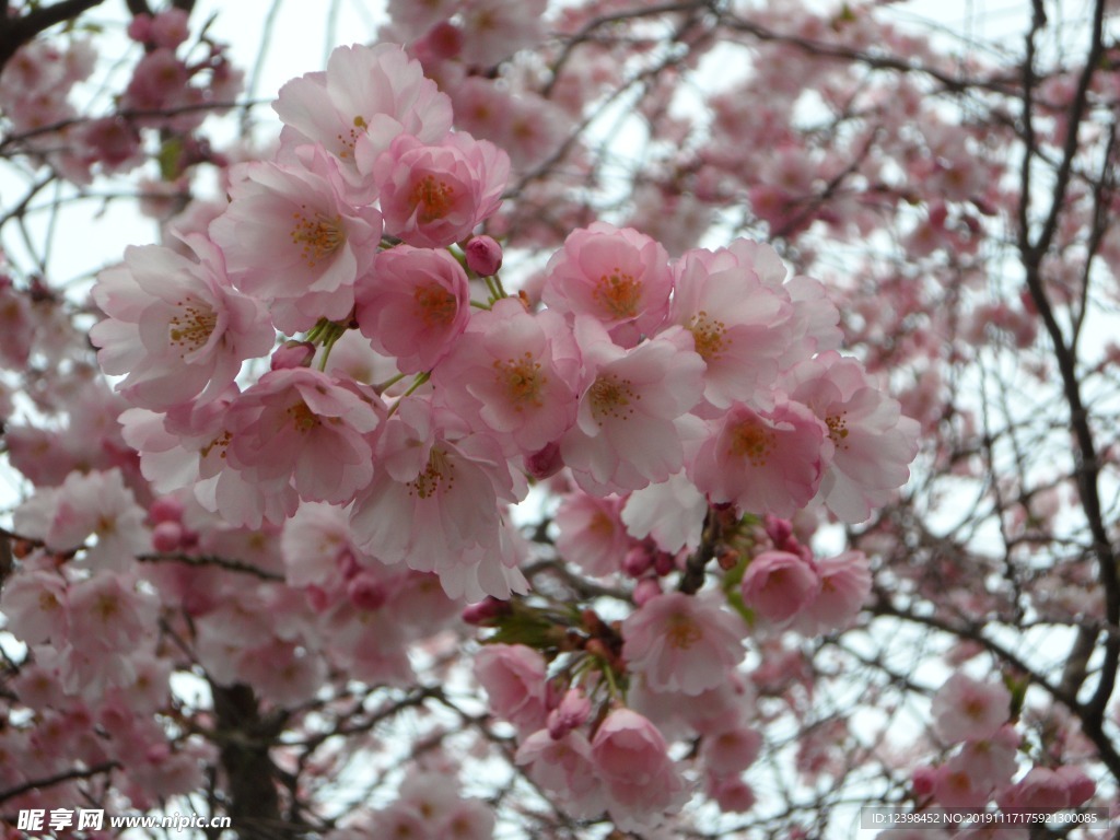 樱花