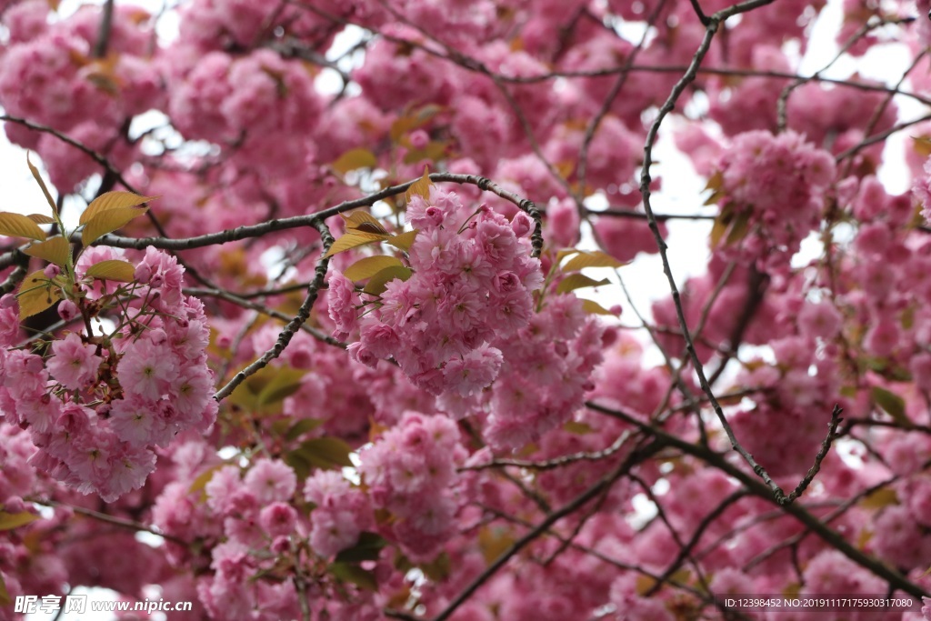 樱花
