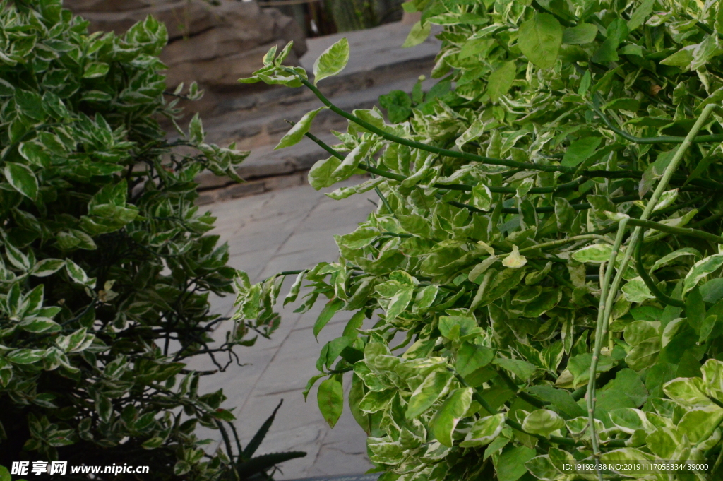 观叶植物