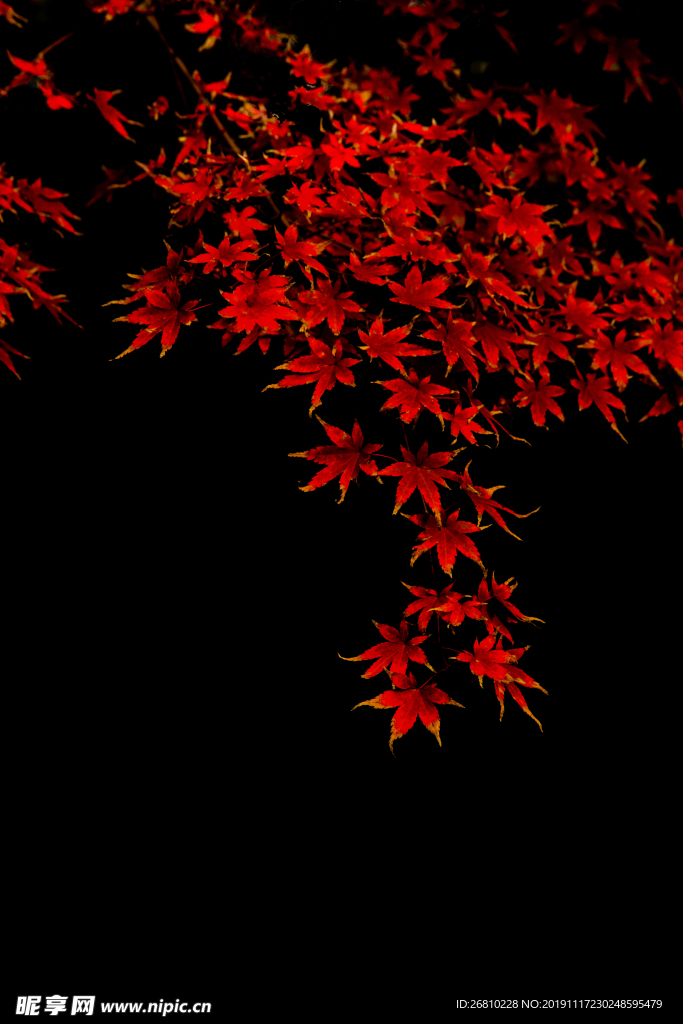 枫