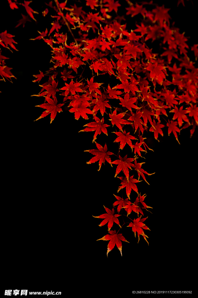 枫