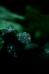 水珠水纹雨滴