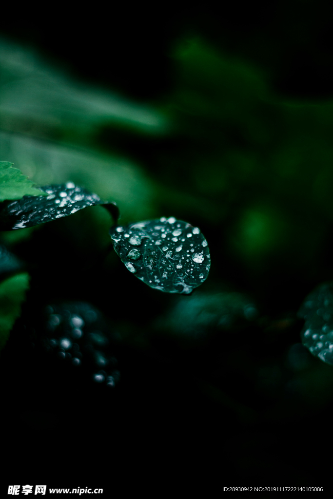 水珠水纹雨滴