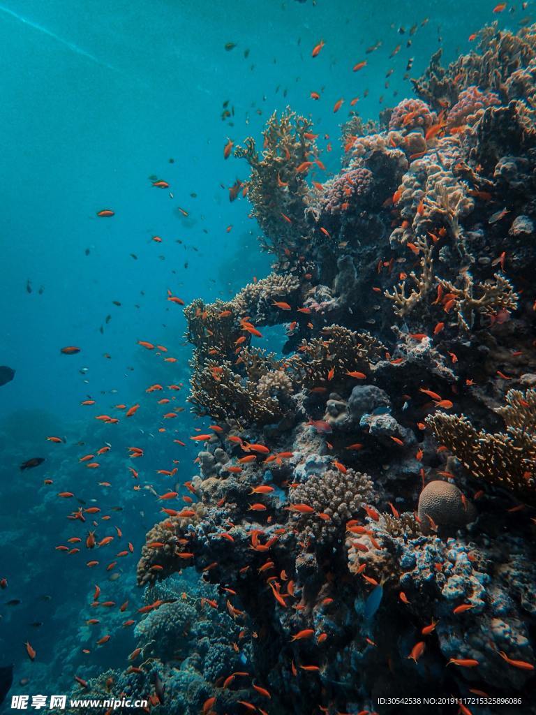 海洋珊瑚礁鱼群