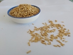 燕麦