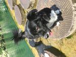 黑毛狗 熊熊 黑狗 蝴蝶犬