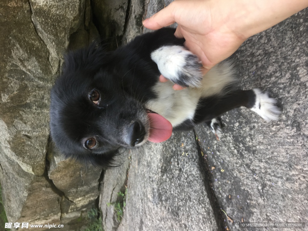 黑毛狗 熊熊 黑狗 蝴蝶犬