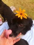 黑毛狗 熊熊 黑狗 蝴蝶犬