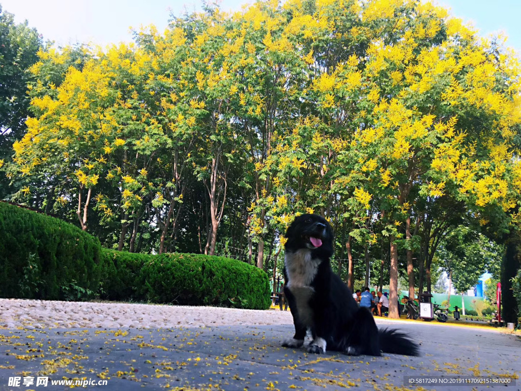 黑毛狗 熊熊 黑狗 蝴蝶犬