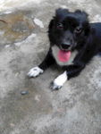 黑毛狗 熊熊 黑狗 蝴蝶犬