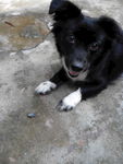 黑毛狗 熊熊 黑狗 蝴蝶犬
