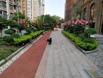黑毛狗 熊熊 黑狗 蝴蝶犬