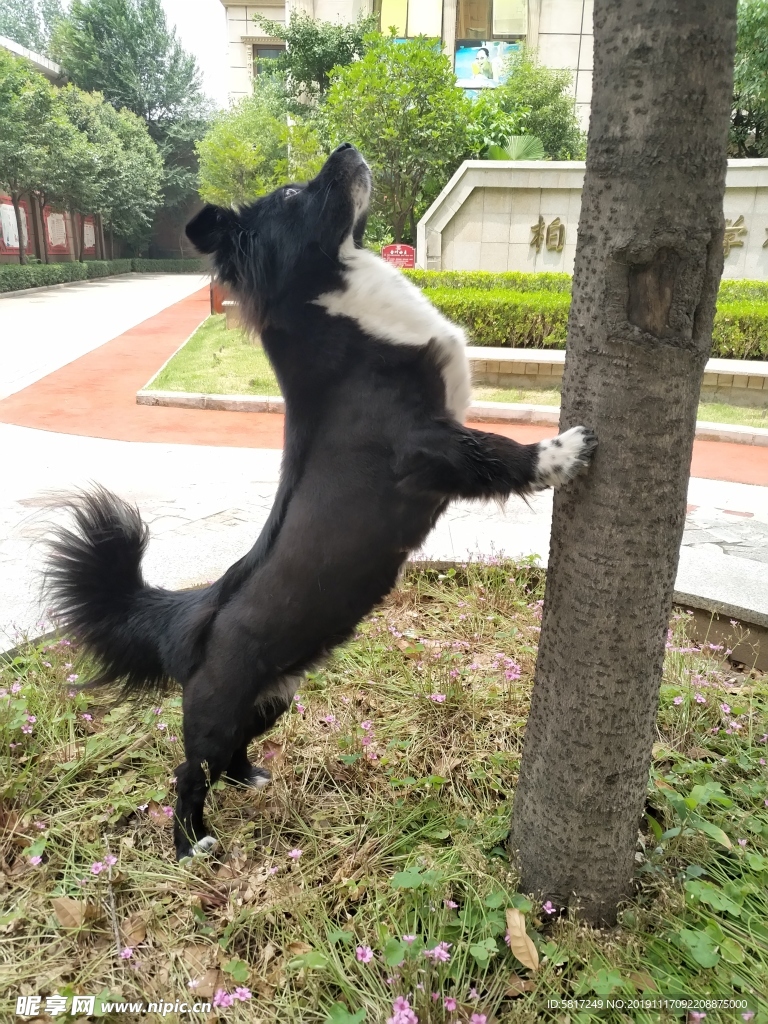 黑毛狗 熊熊 黑狗 蝴蝶犬