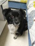 黑毛狗 熊熊 黑狗 蝴蝶犬